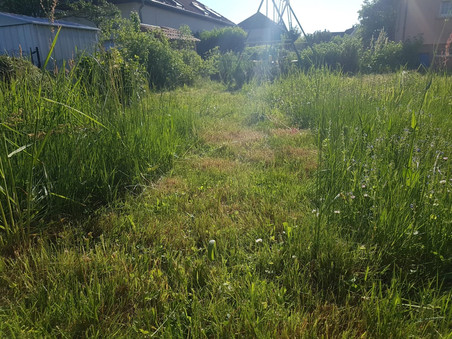 Herbes de différentes hauteurs dans une cour